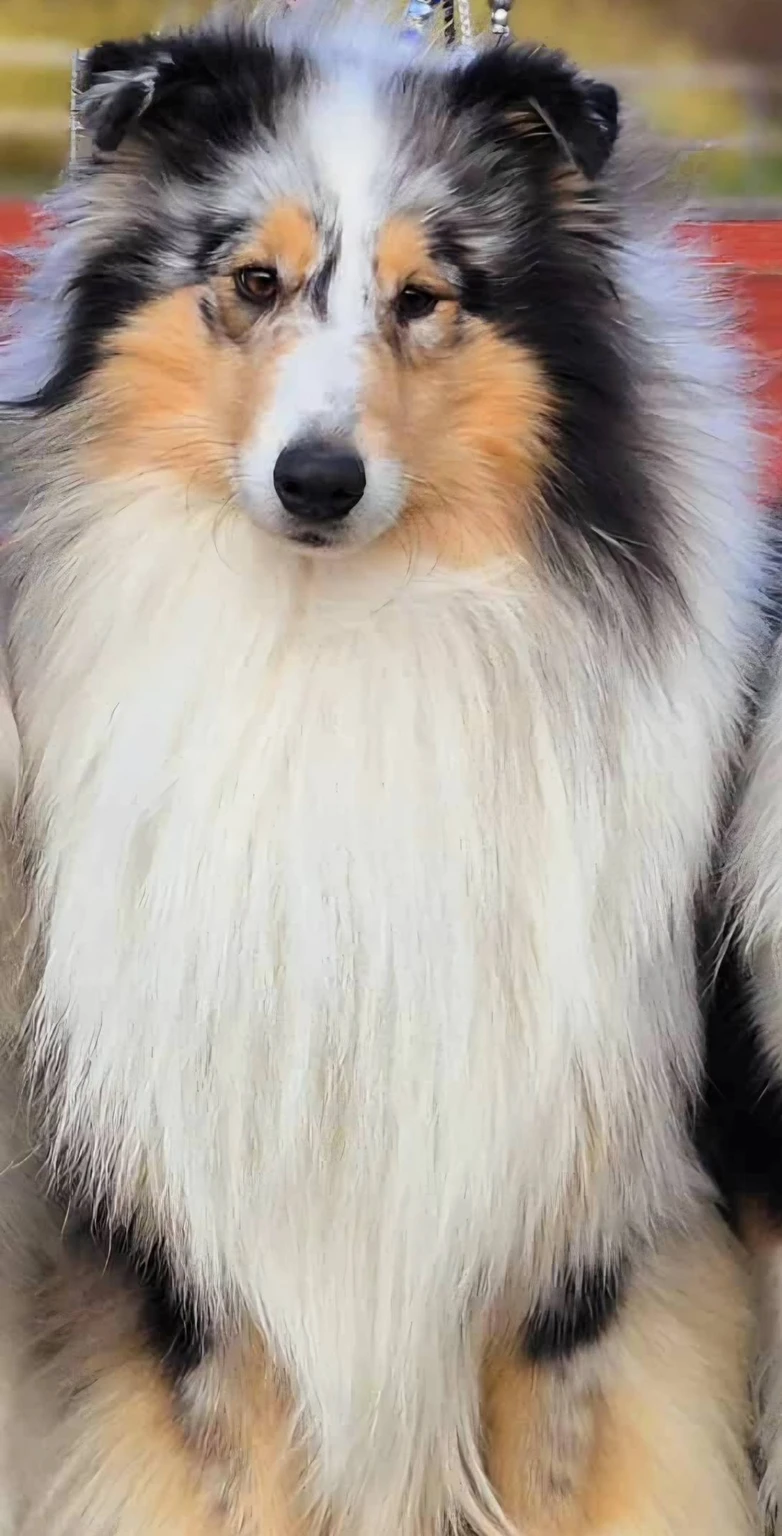 Pitk&auml;karvainen collie, Siniketun Axl Rose